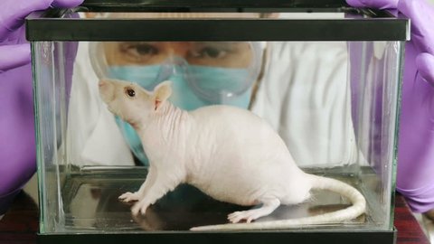 Lab Rat Taken By Scientist (HD) Lab rat hairless taken from a glass cage by a scientist in two takes, one with goggles and mask.