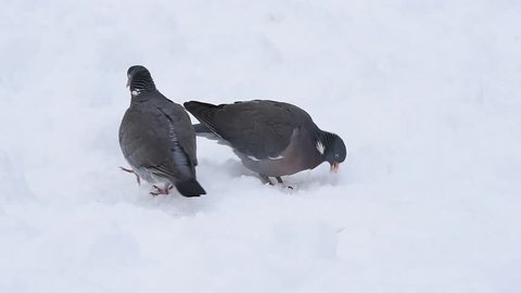 Wood pigeon feeding in winter