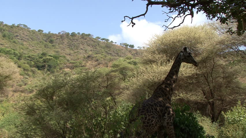 A scenic shot of giraffe highlighted against a hill and the African sky.
