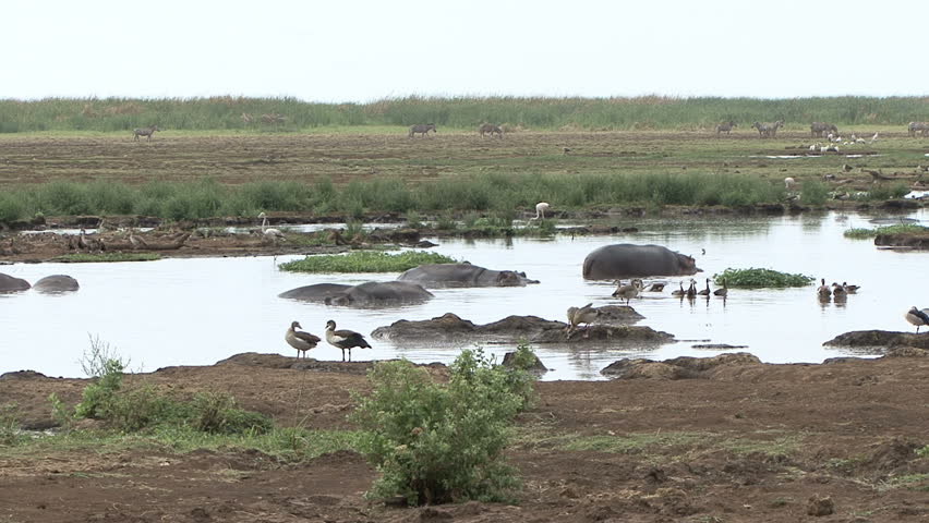 A scenic view of Hippopotamus with many species of birds and background Zebra in