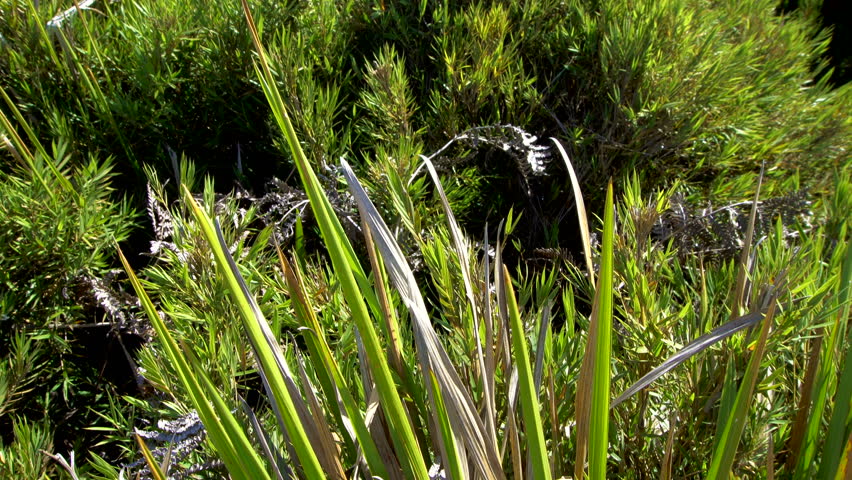 Horton Plains National Park. Vertical Pan