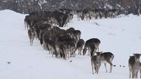 Fallow deer feed in winter and run