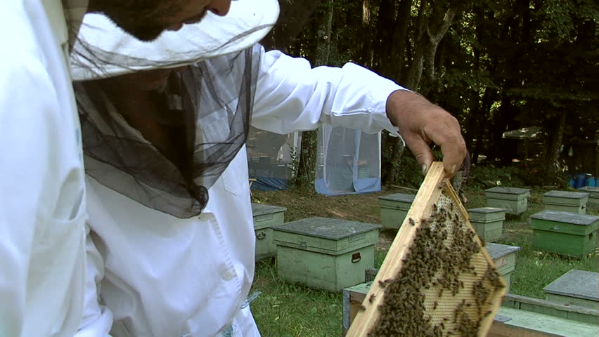 Two beekeepers work on an apiary
