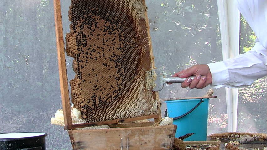 Beekeeper preparing the frame for extraction of honey