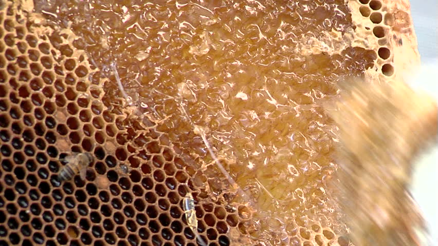 Honeycomb Filled with Honey