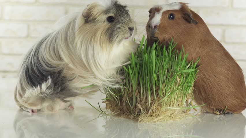 oats for guinea pigs