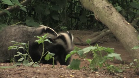Young badgers playing in wood - wildlife
