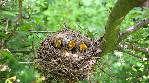 Nest with chicks in the wild in the spring. 