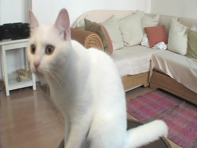 White cat touching camera lens
