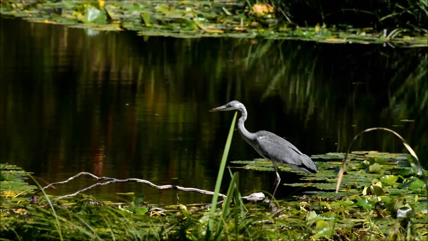 Gray heron in city park Berlin on 31 August 2016, Germany