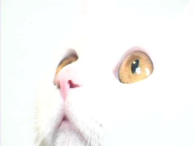 close up of white cats face
