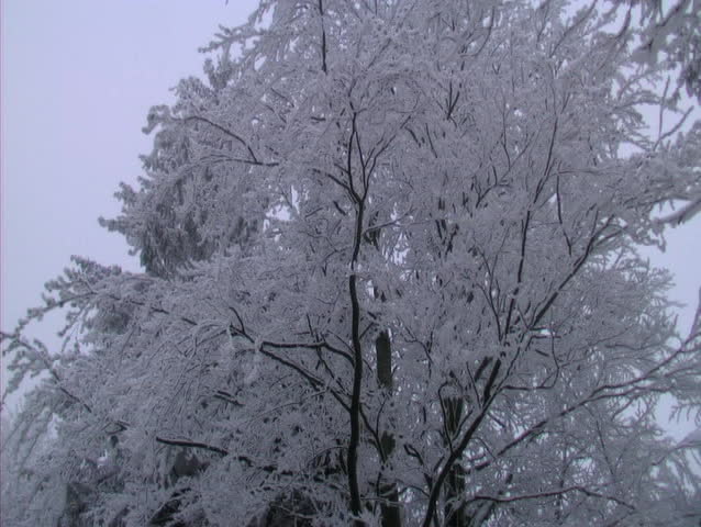 Pan of frosty trees against the sky