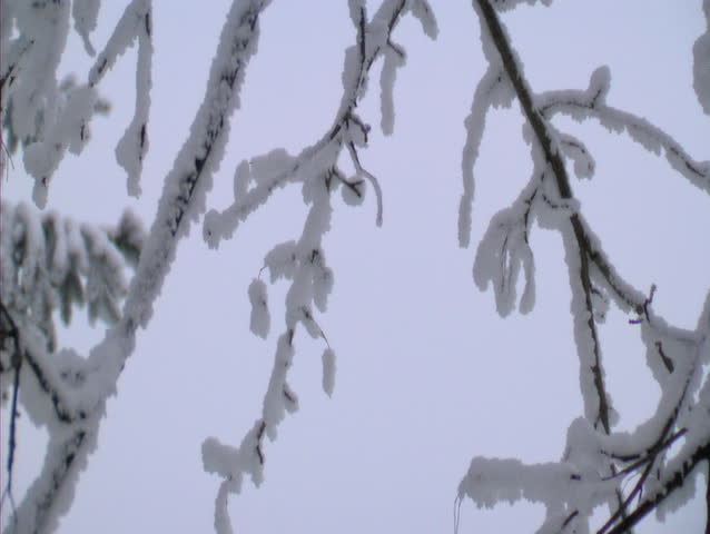 Pan of frosty branches of a tree