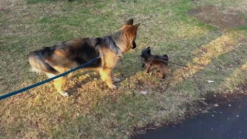 A big dog and a small dog body language as they meet for the first time.