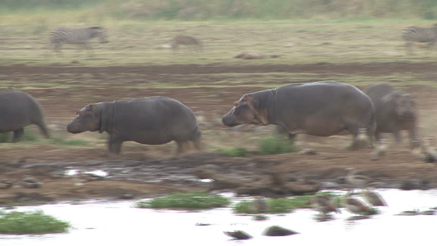 A Hippopotamus chases another in Tanzania, Africa.