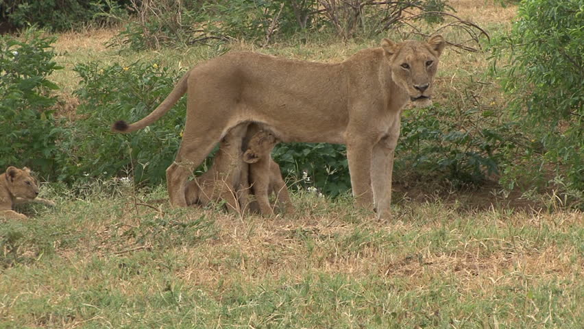 Lion cubs nursing in Tanzania, Africa.
