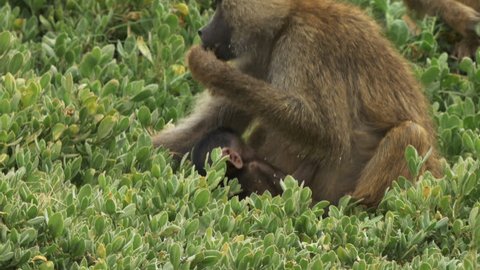 olive baboon mother nursing a baby at amboseli national park, kenya