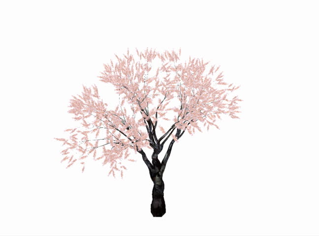  Cherry tree growing animation against white background