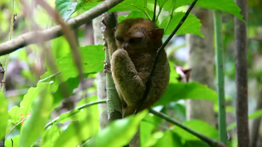 Sleepy tarsier monkey holding onto tree branch and suddenly opens his eyes at Philippine Tarsier Sanctuary in Bohol Island, Philippines. Endemic, regional, tiny species concepts Royalty-Free Stock Footage #24424094