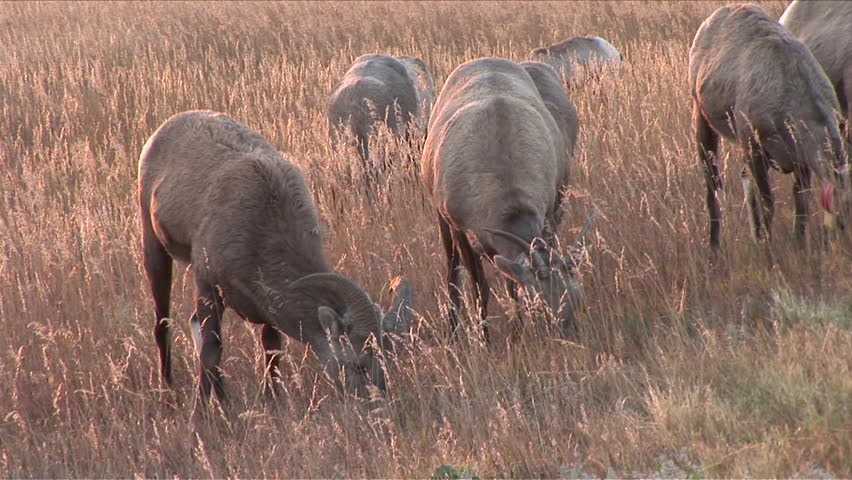 View of Bighorn Sheep standing around eating grass in Badlands National Park South Dakota United States