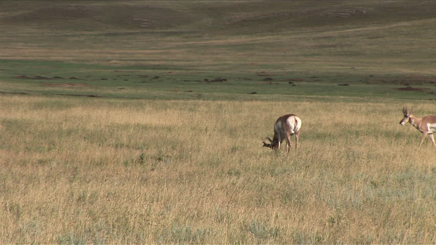 View of Pronghorn Antelopes at Custer State Park in South Dakota United States
