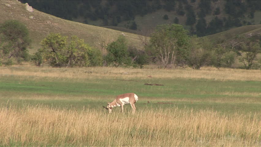 View of Pronghorn Antelope grazing at Custer State Park in South Dakota United States