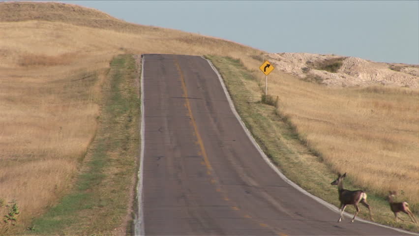 View of deer crossing the road in Badlands National Park South Dakota United States