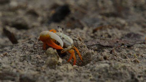 fiddler crab bohol