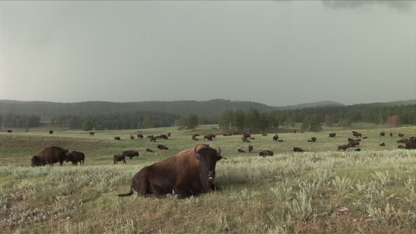 View of bison sitting and resting in Custer State Park South Dakota United States