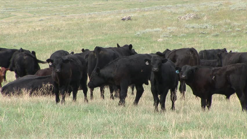 Cattle grazing in Custer State Park of South Dakota United States
