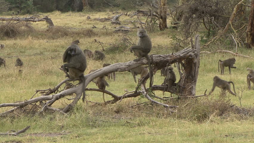 A a scenic field full of baboons sitting on a log in Tanzania, Africa.