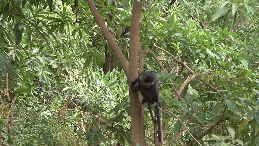 Blue Monkeys play in the trees at Lake Manyara in Tanzania, Africa. 