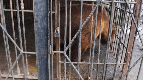 Horrible conditions of animals in little zoos of Asian. Brown bear circus rhythm as result of disorders of nervous system, excess of energy and lack of movement start arena runs (circus movement)