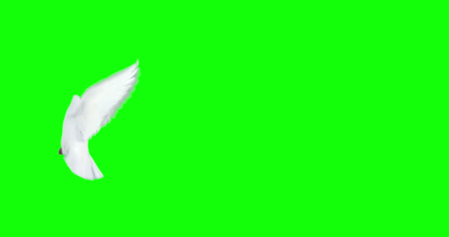 doves flying on green background Stock Footage Video (100% Royalty-free ...