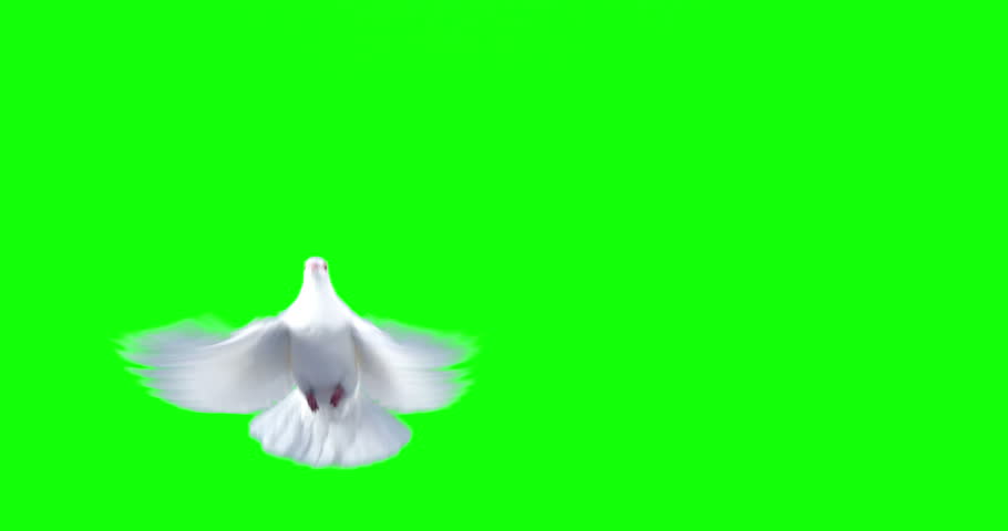 white dove bird flying against green Stock Footage Video (100% Royalty ...