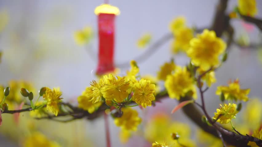 Apricot blossom (Ochna Integerrima), Yellow apricot flowers bloom in the New Year's Day traditional Tet in Vietnam  Royalty-Free Stock Footage #24434936