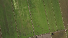 Aerial Video - View of green paddy fields from above.