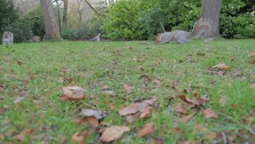 Grey Squirrel ( Sciurus carolinensis ) feeding. In Winter Video taken from ground level.