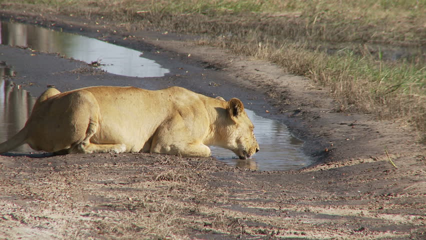 Lioness drinking water
