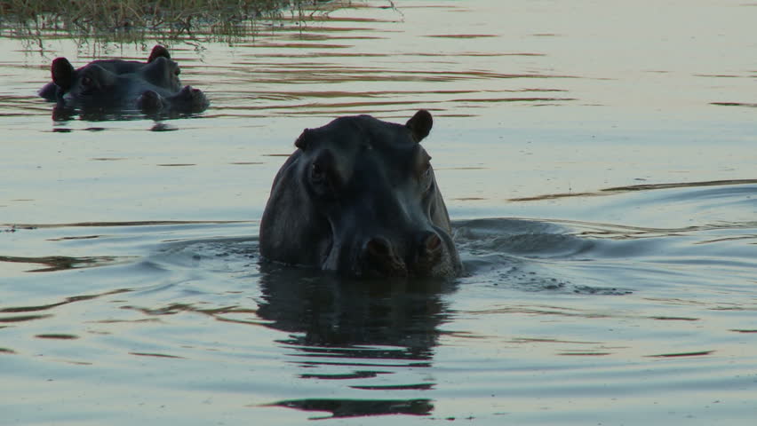 Two hippos submerge themselves