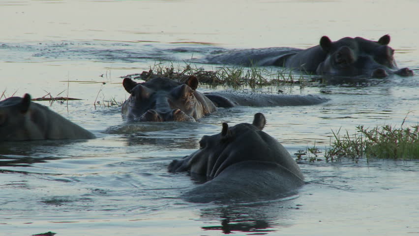 A small pod of hippos swimming in the water