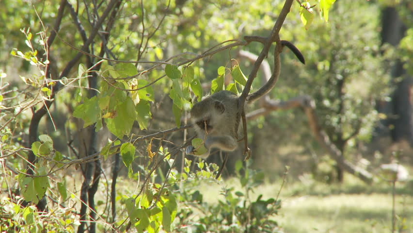 A vervet monkey hangs from a tree branch before falling off