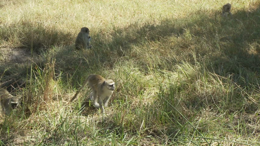 Vervet monkeys foraging for there food