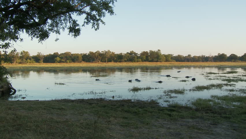 Landscape of the Okavango delta with resident hippos during the early morning