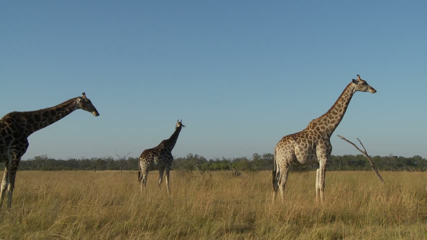 Three giraffes standing when a male giraffe starts to walk forward causing the