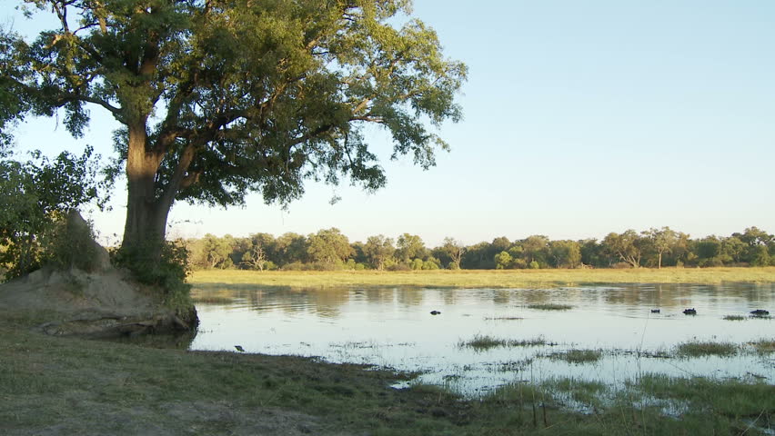 Landscape of the Okavango delta with resident hippos during the early morning
