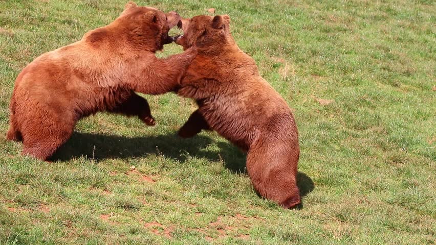 Bears fighting in Natural Park Royalty-Free Stock Footage #24447941