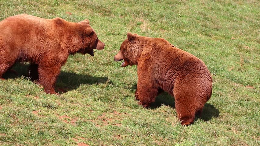 Bears fighting in Natural Park Royalty-Free Stock Footage #24447950