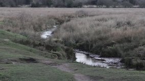 Gentle Stream in Wild Marshes