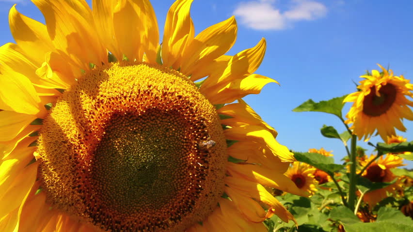 bee pollination on sunflower
